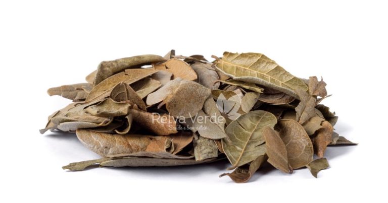 Chá de Boldo - Relva Verde Saúde e Bem-estar