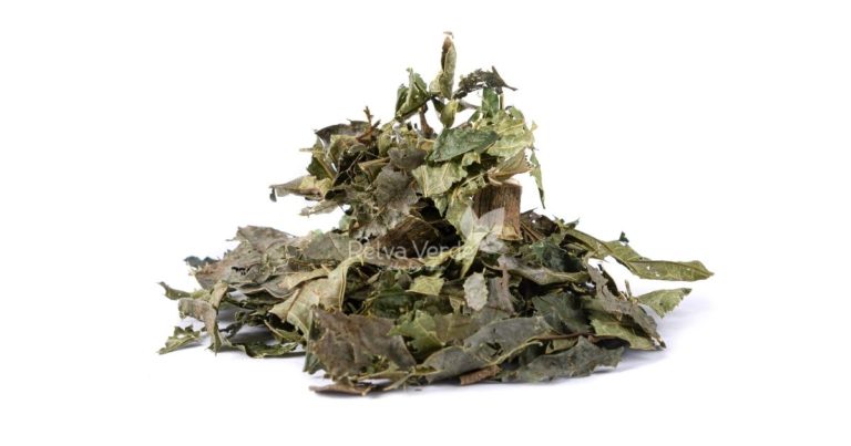 Espinheira Santa - Relva Verde Saúde e Bem-estar