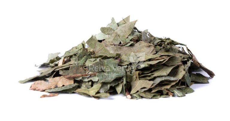 Folhas de Eucalipto - Relva Verde Saúde e Bem-estar