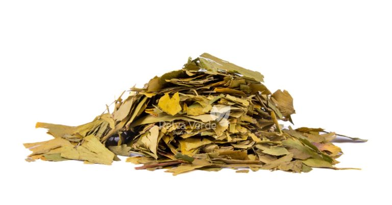 Ginkgo Biloba - Relva Verde Saúde e Bem-estar