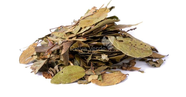 Graviola em Folha - Relva Verde Saúde e Bem-estar