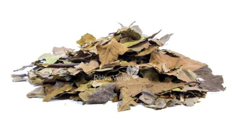 Banchá (Chá Verde) - Relva Verde Saúde e Bem-estar